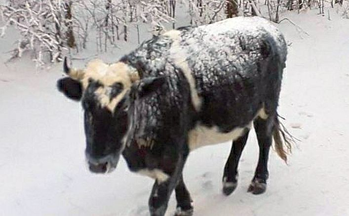 В Чувашии корова сбежала и перезимовала в лесу