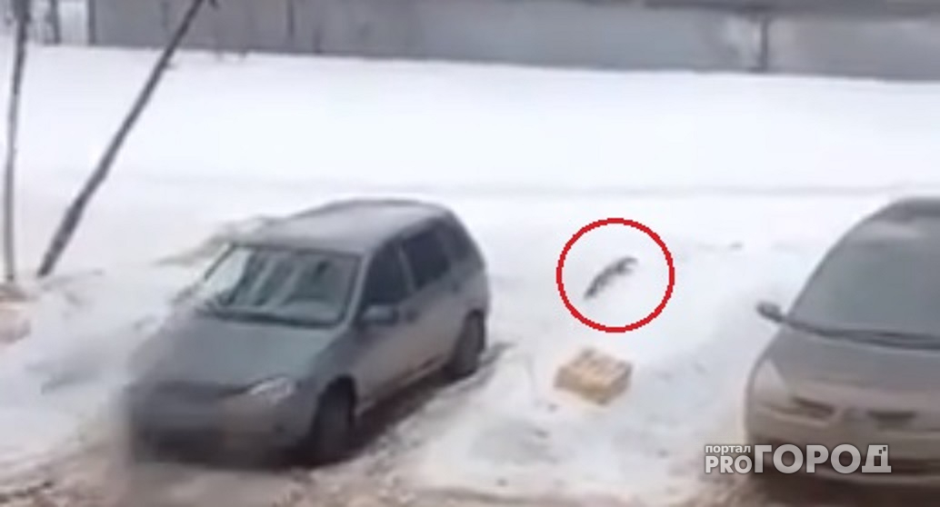 В Чебоксарах горожане засняли на видео, как вороны нападали на куницу