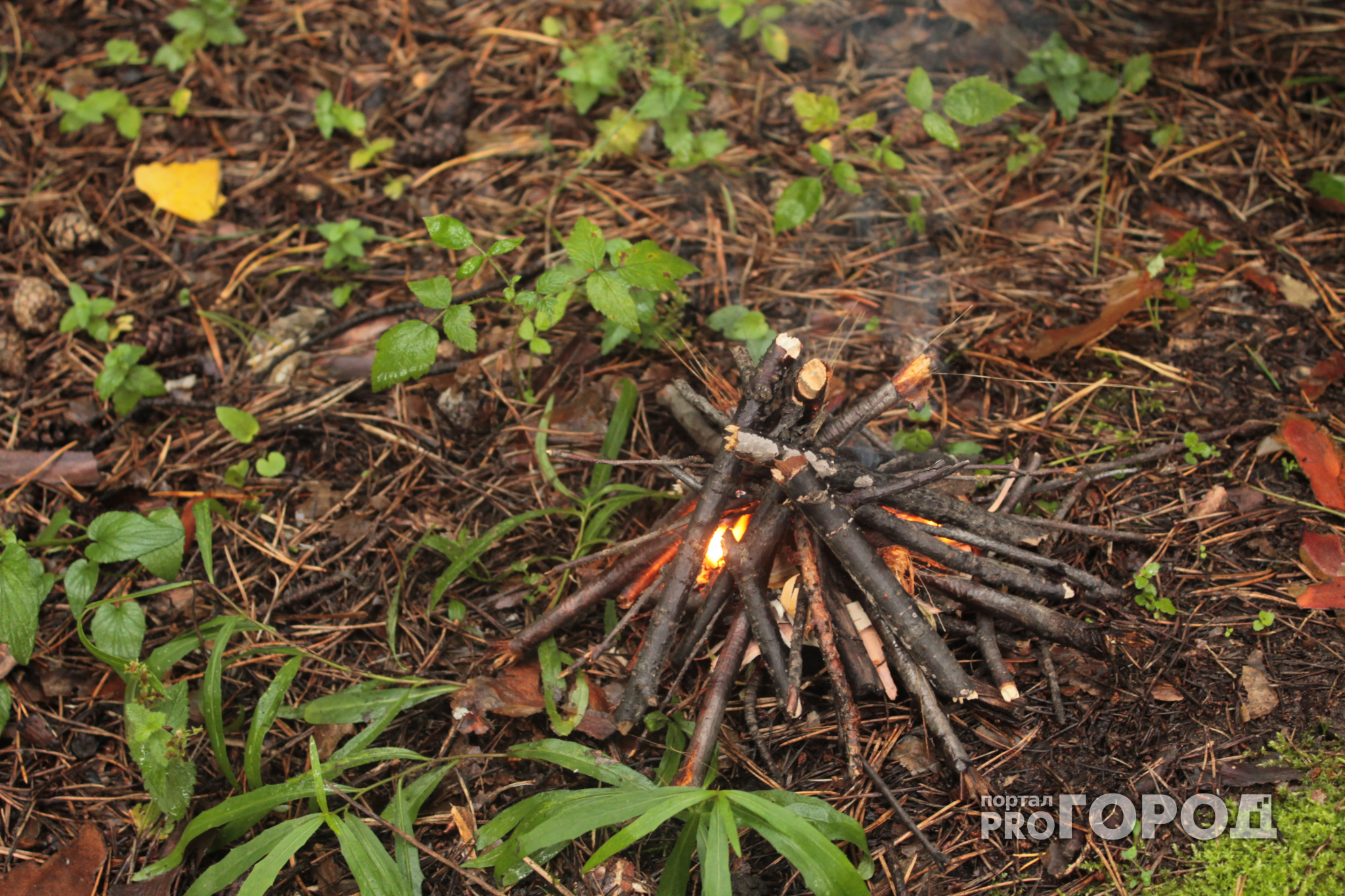 В Чувашии назвали районы, которым угрожают лесные пожары