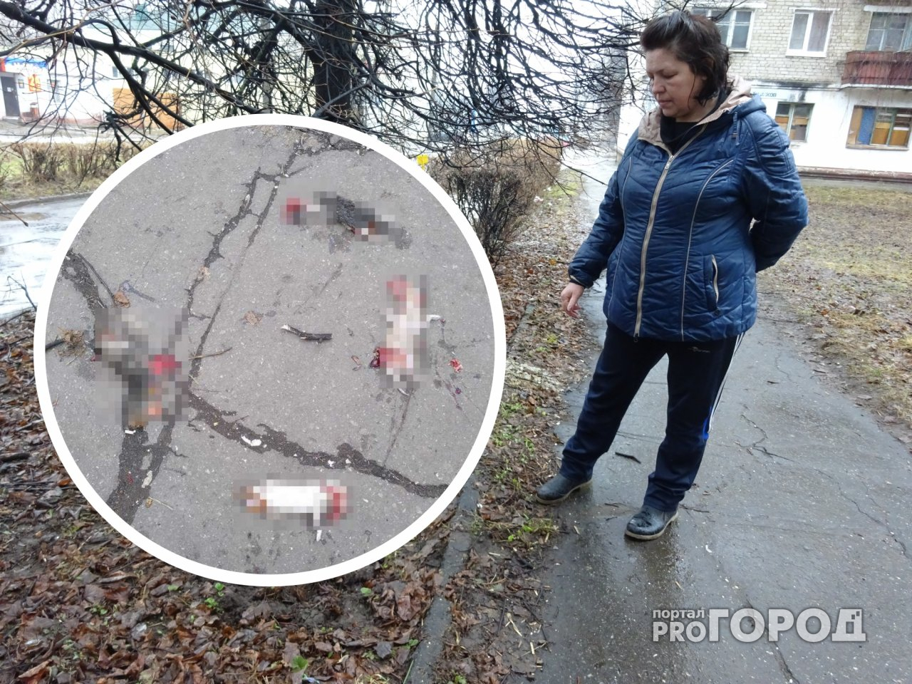 В Новочебоксарске жестоко убили кошек и бросили их трупы на тротуаре