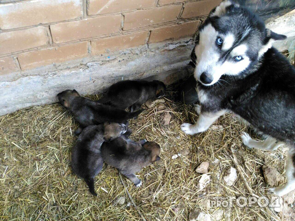 Эксперт прокомментировал рождение волкособов в зоопарке Новочебоксарска