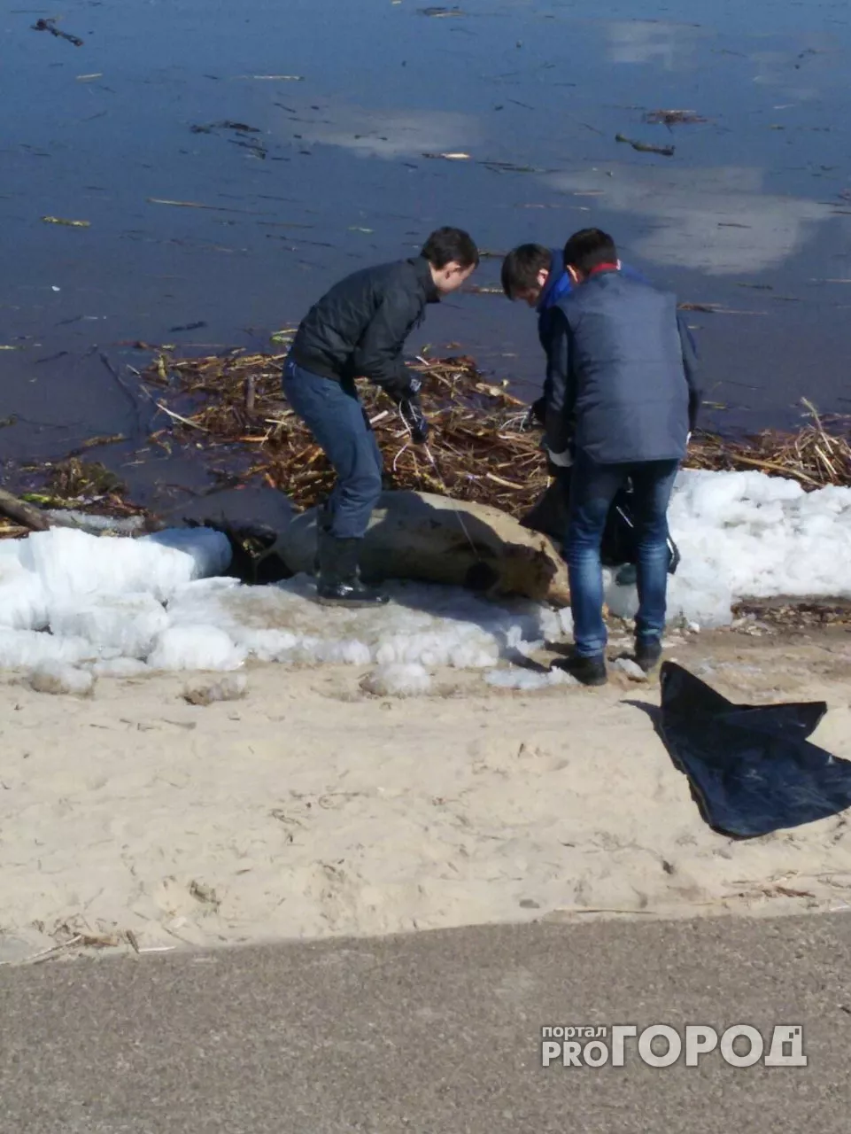 Фото к статье: В Чебоксарах из Волги достали мертвого кабана