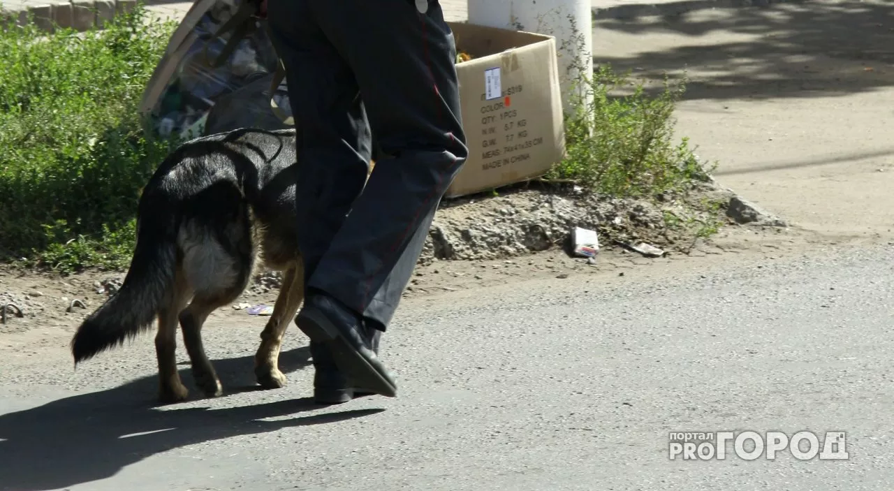 Фото к статье: Тело младенца в Новочебоксарске первой обнаружила собака
