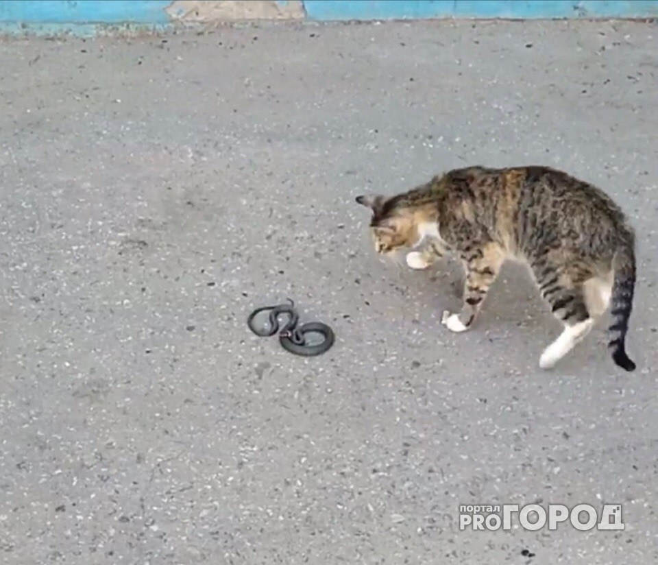 В Чебоксарах жители сняли на видео, как змея обороняется от кошек