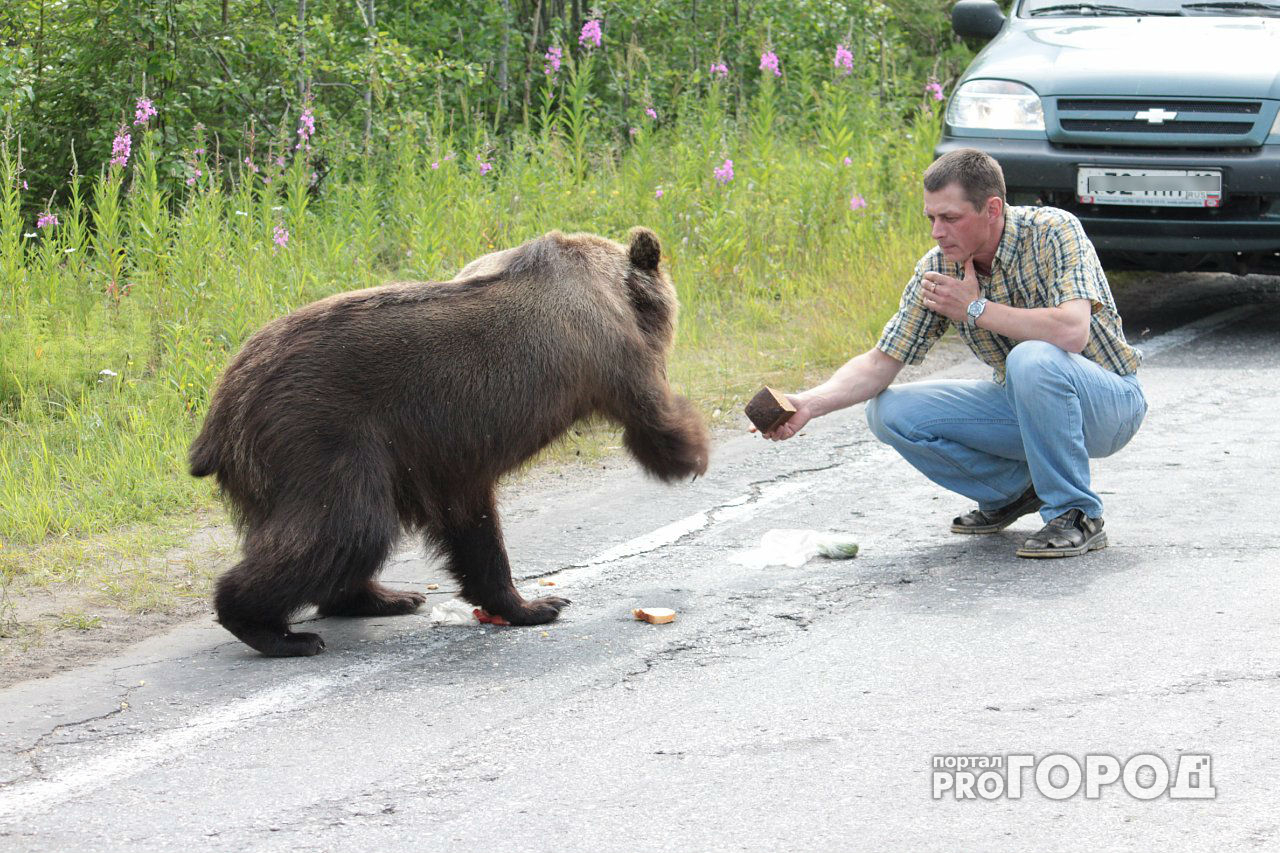 Чувашский медведь напугал жителей  Ульяновской области