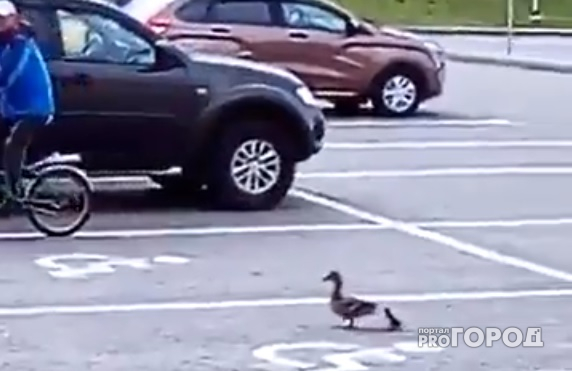 В Чебоксарах бесстрашная дикая утка  разгуливала по автомобильной парковке