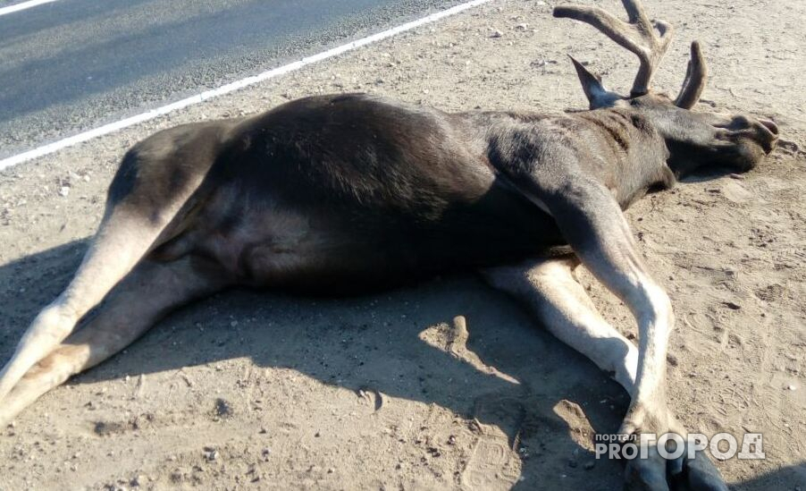 В Чувашии охотникам разрешат отстреливать больше лосей
