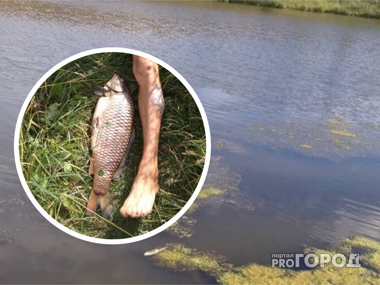 В Чебоксарском районе массово гибнет речная рыба