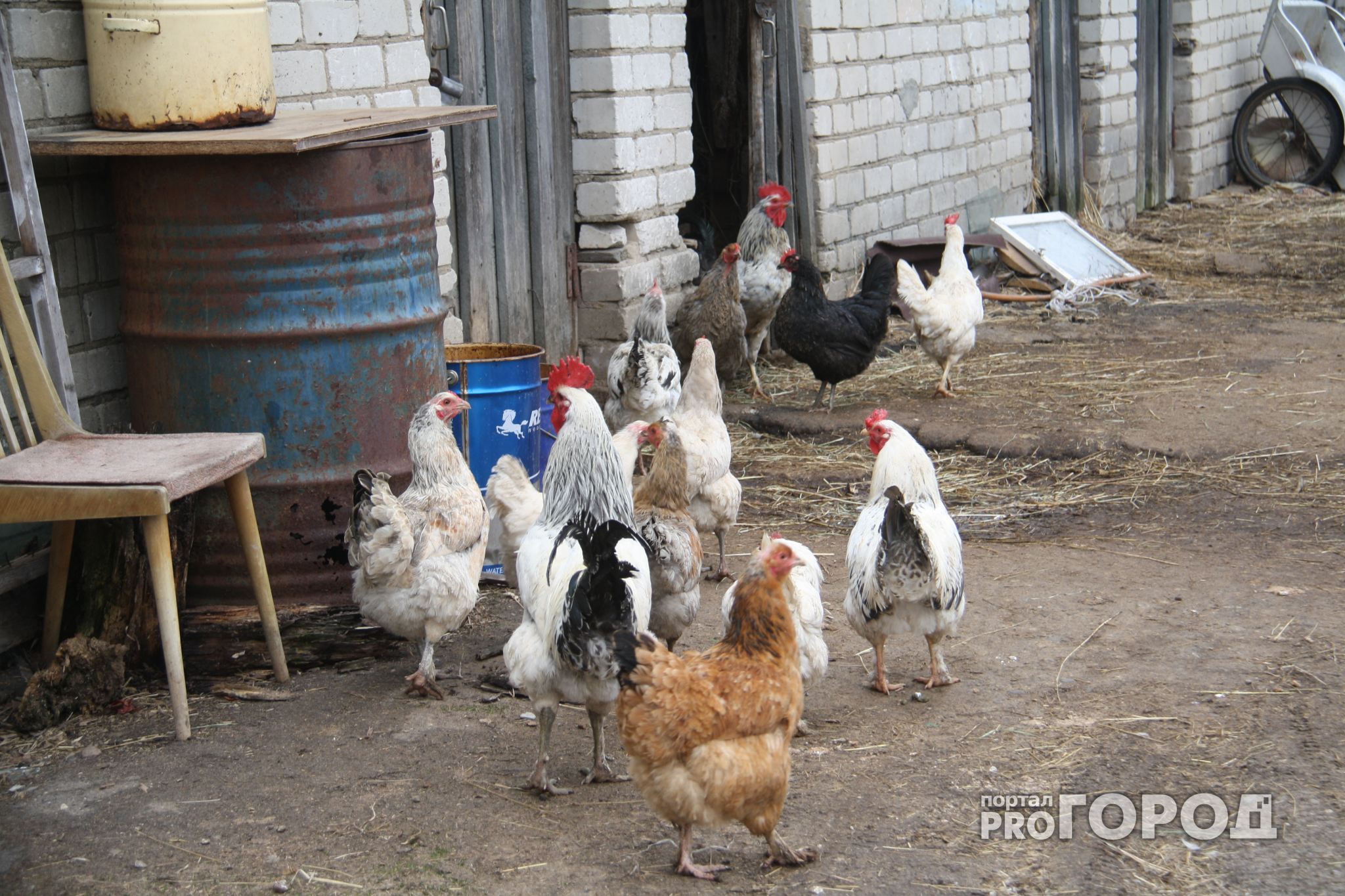 В Ульяновскую область не пустили птичье мясо из Чувашии