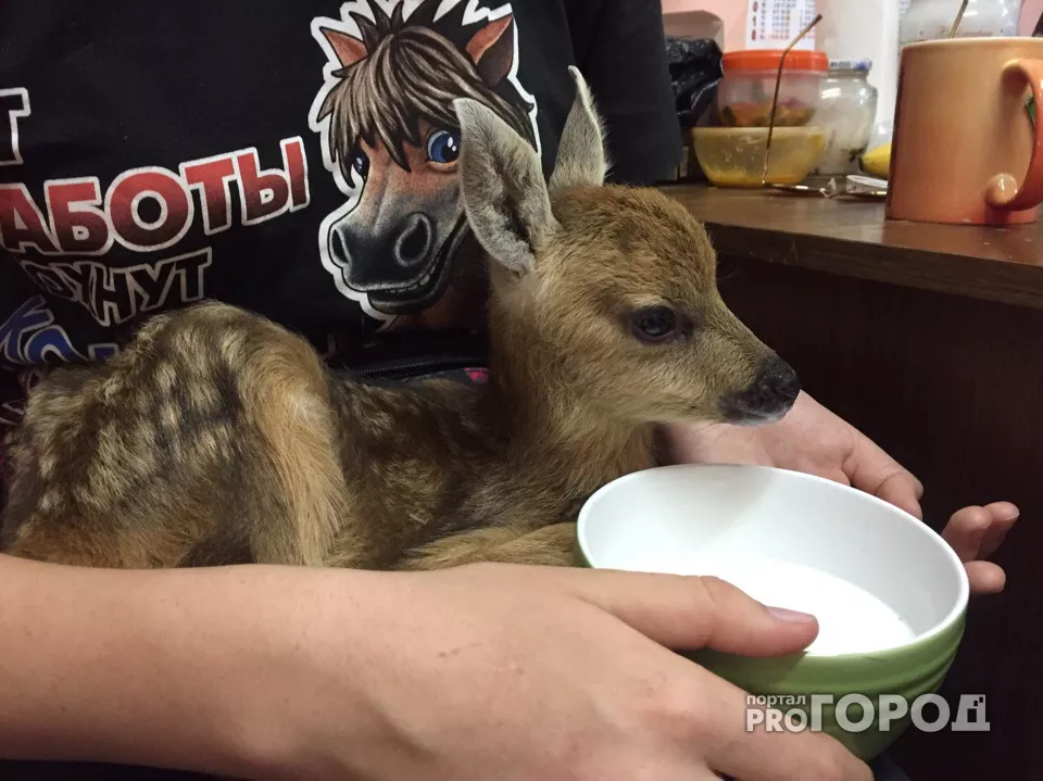 Фото к статье: В Новочебоксарском зоопарке появился детеныш косули