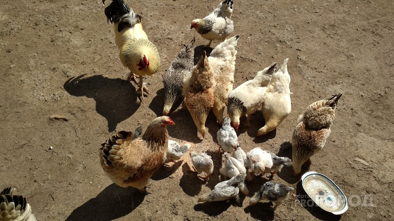 Из резервного фонда Чувашии выделили деньги на борьбу с птичьим гриппом