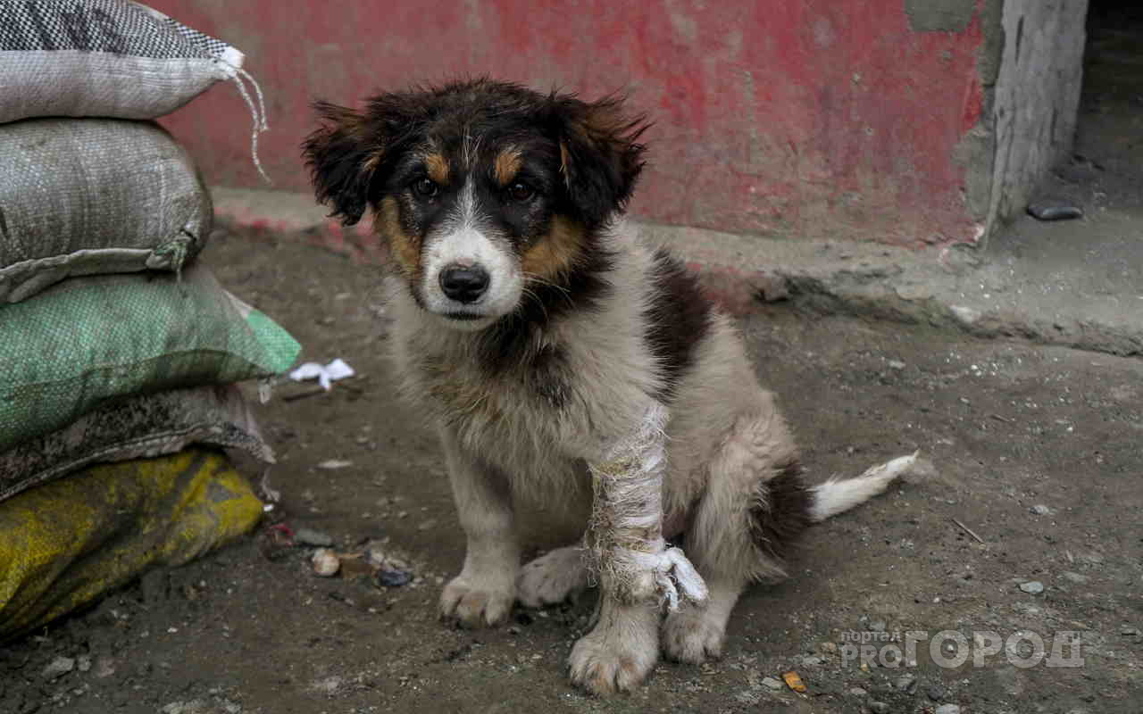 В Новочебоксарске утилизируют 400 бездомных животных