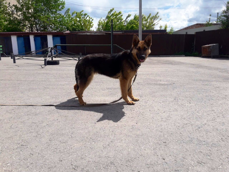 В Чувашии собака Чалдони получит специальное поощрение за спасение человека