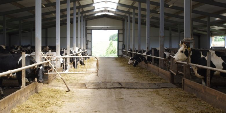 В Чувашии три молочные фабрики сухое молоко выдавали за настоящее