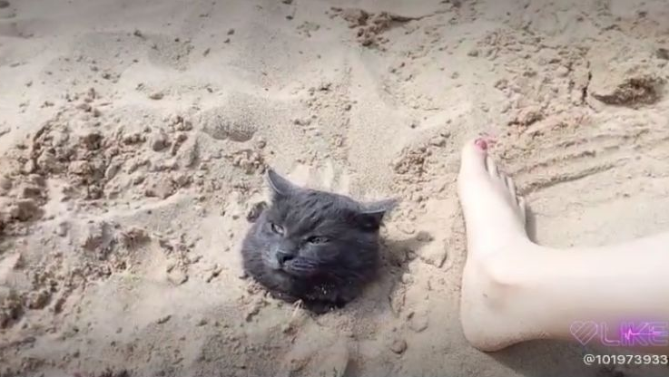 В Чебоксарах дети ради лайков закопали кота в песок и снимали видео