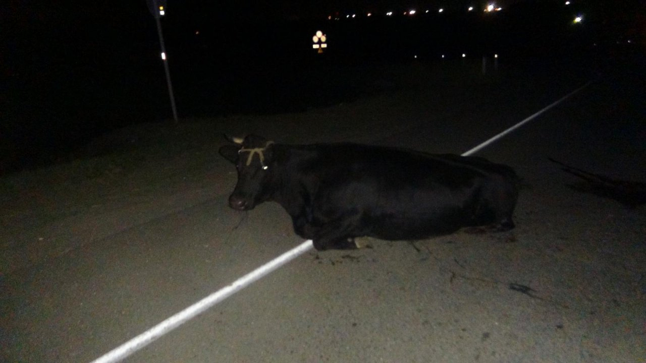 В Канашском районе иномарка сбила корову, пострадал пассажир