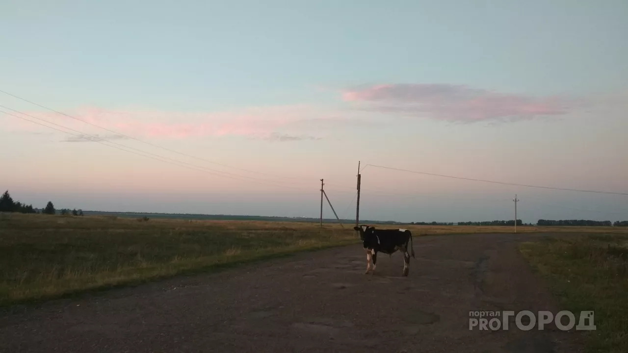 Фото к статье: В четверг в Чувашии станет теплее