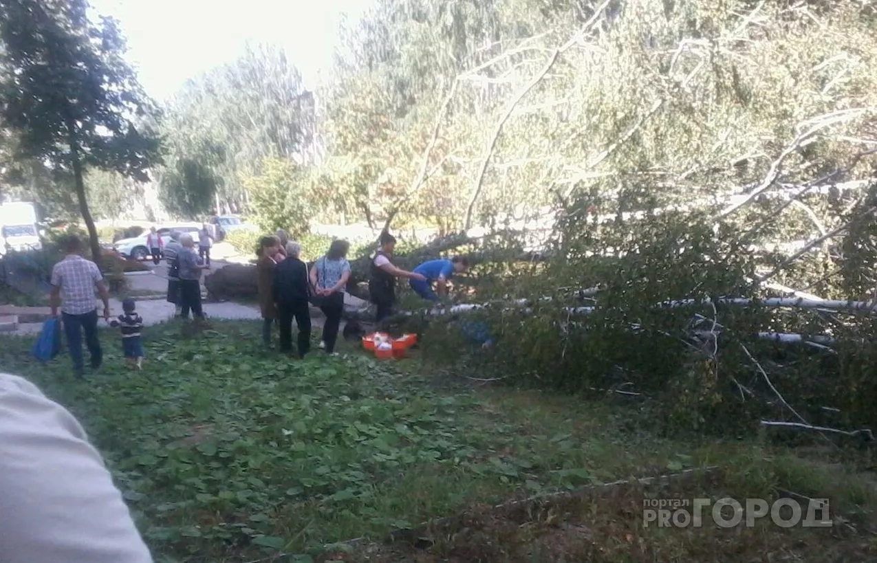 Фото к статье: В Шумерле во дворе мужчину придавило деревом