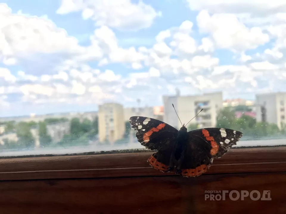 Фото к статье: В Чебоксарах заметили нашествие адмиралов