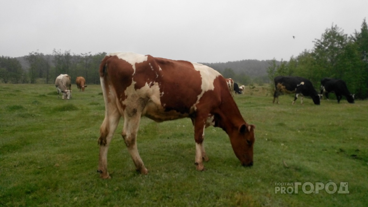 В чувашской деревне из-за пастухов погибли 18 коров