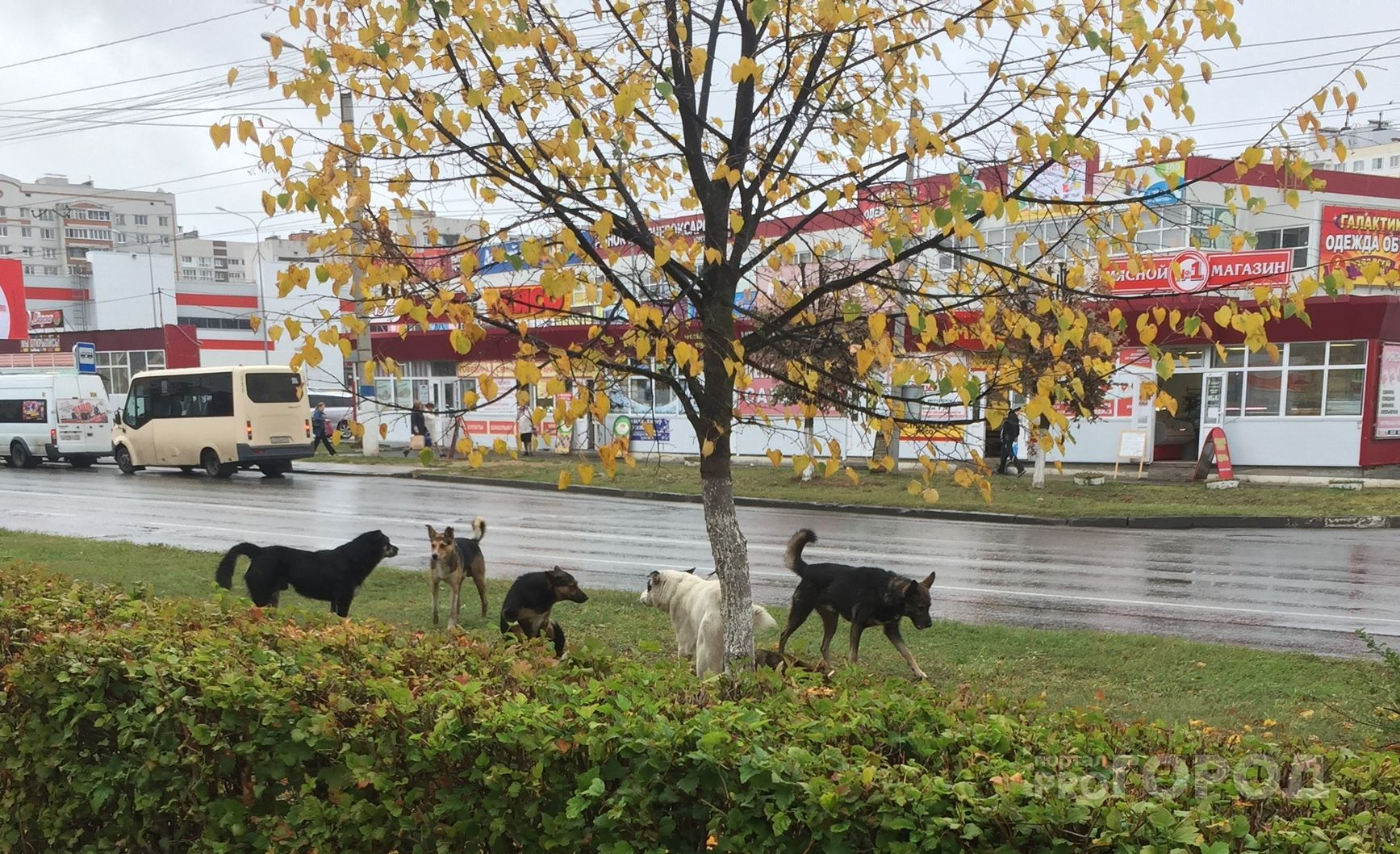 Стаи бродячих собак держат жителей Новочебоксарска в страхе