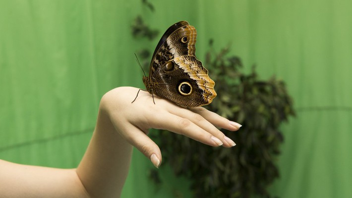Куда сходить на выходных в Чебоксарах: выставка живых бабочек, автогонки, гастроли театра