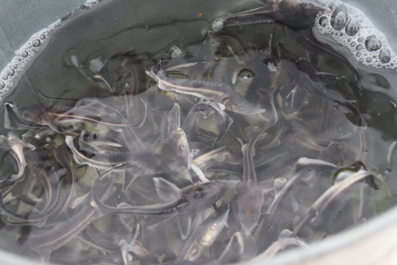 В Волгу выпустили более 20 тысяч мальков осетровой рыбы