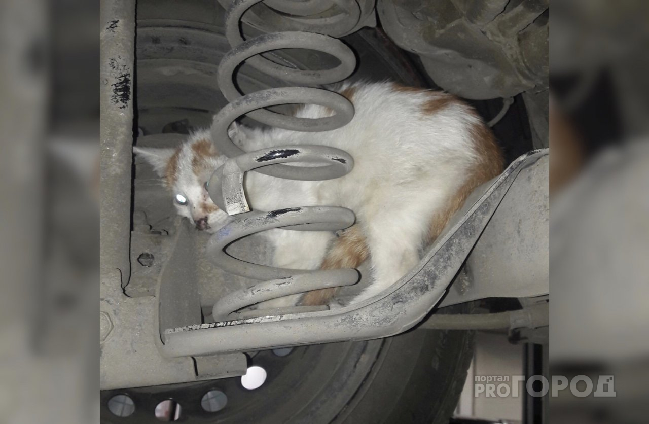 В Чебоксарах котенок залез под капот автомобиля