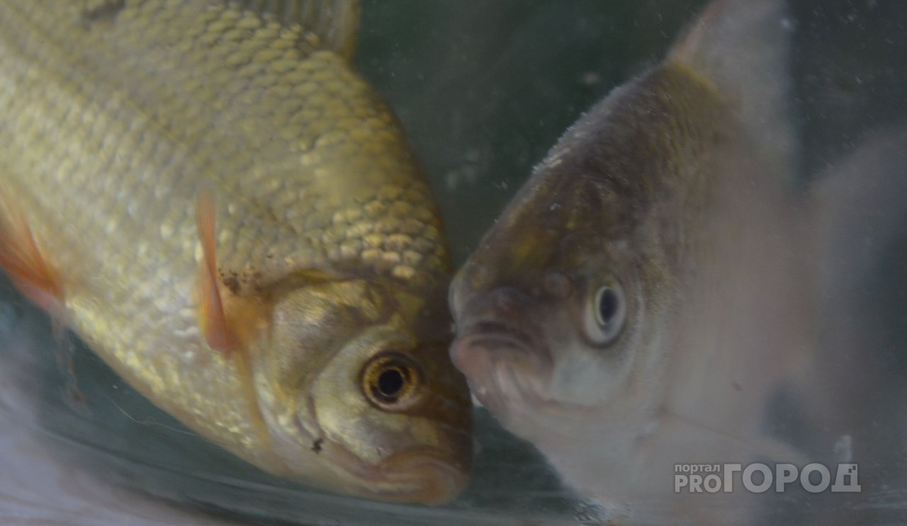 В Чувашии проверили рыбу на наличие паразитов