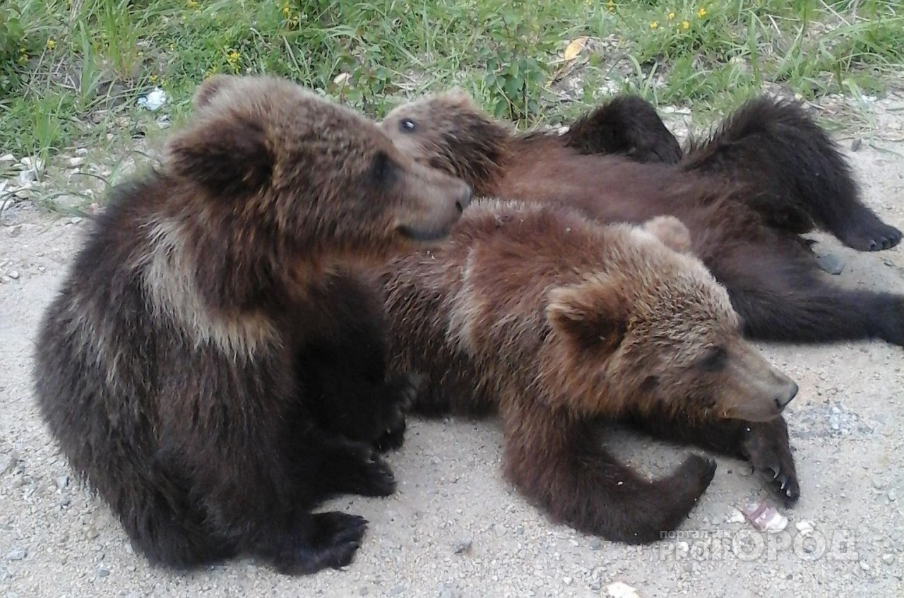 Большинство медведей обитает в Вурнарском и Чебоксарском районах