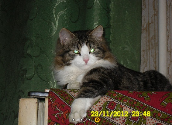 В Мурманске семья уверяет, что их кот понимает чувашский язык