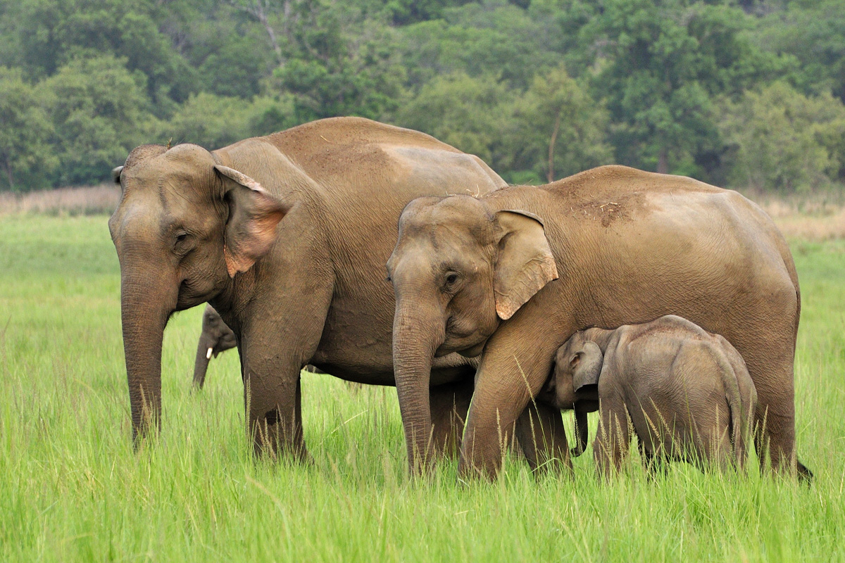 Свежие новости из мира животных: способность азиатских слонов поразила ученых