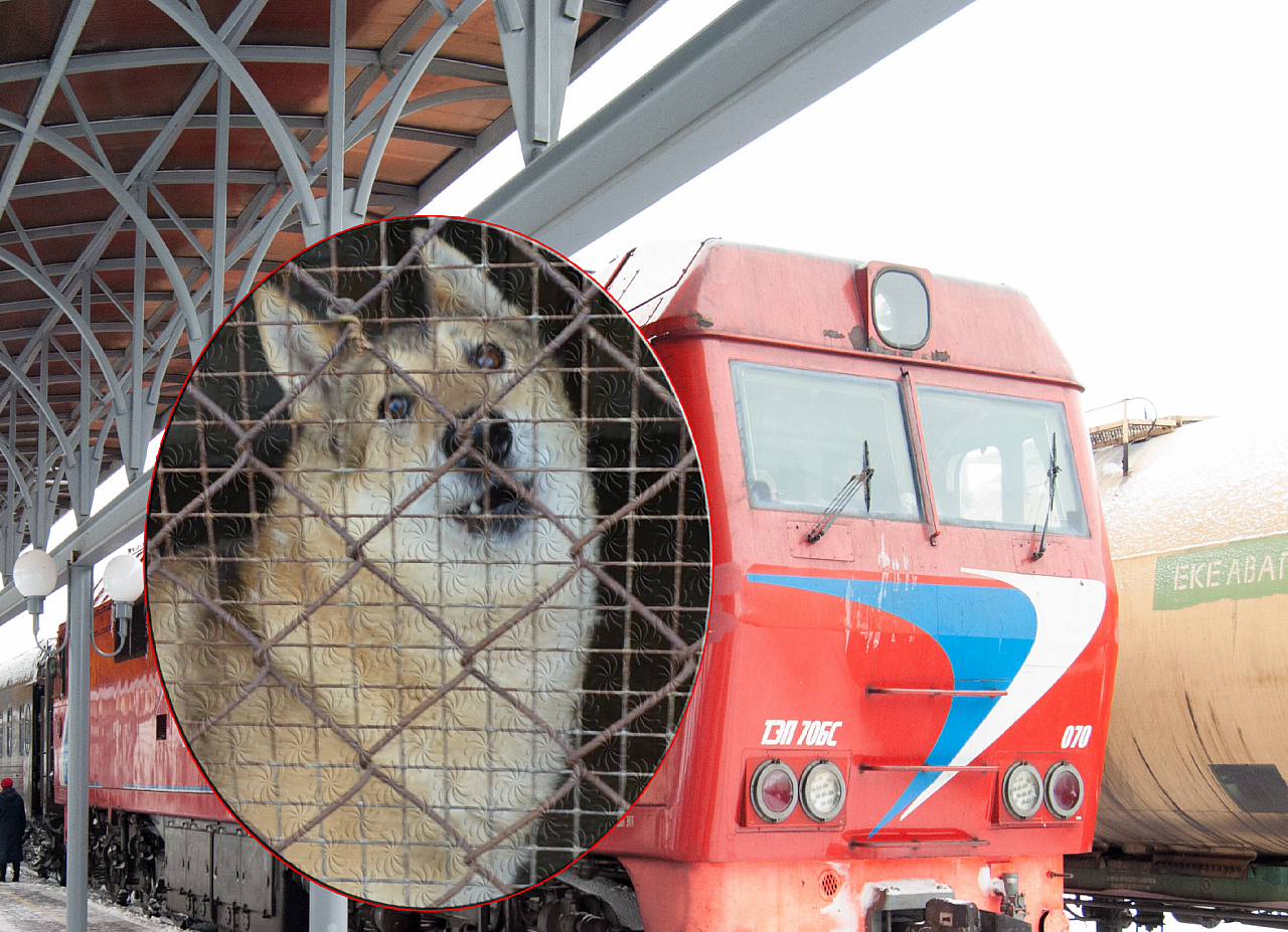 В Чебоксарах будут ездить поезда с животными без хозяев