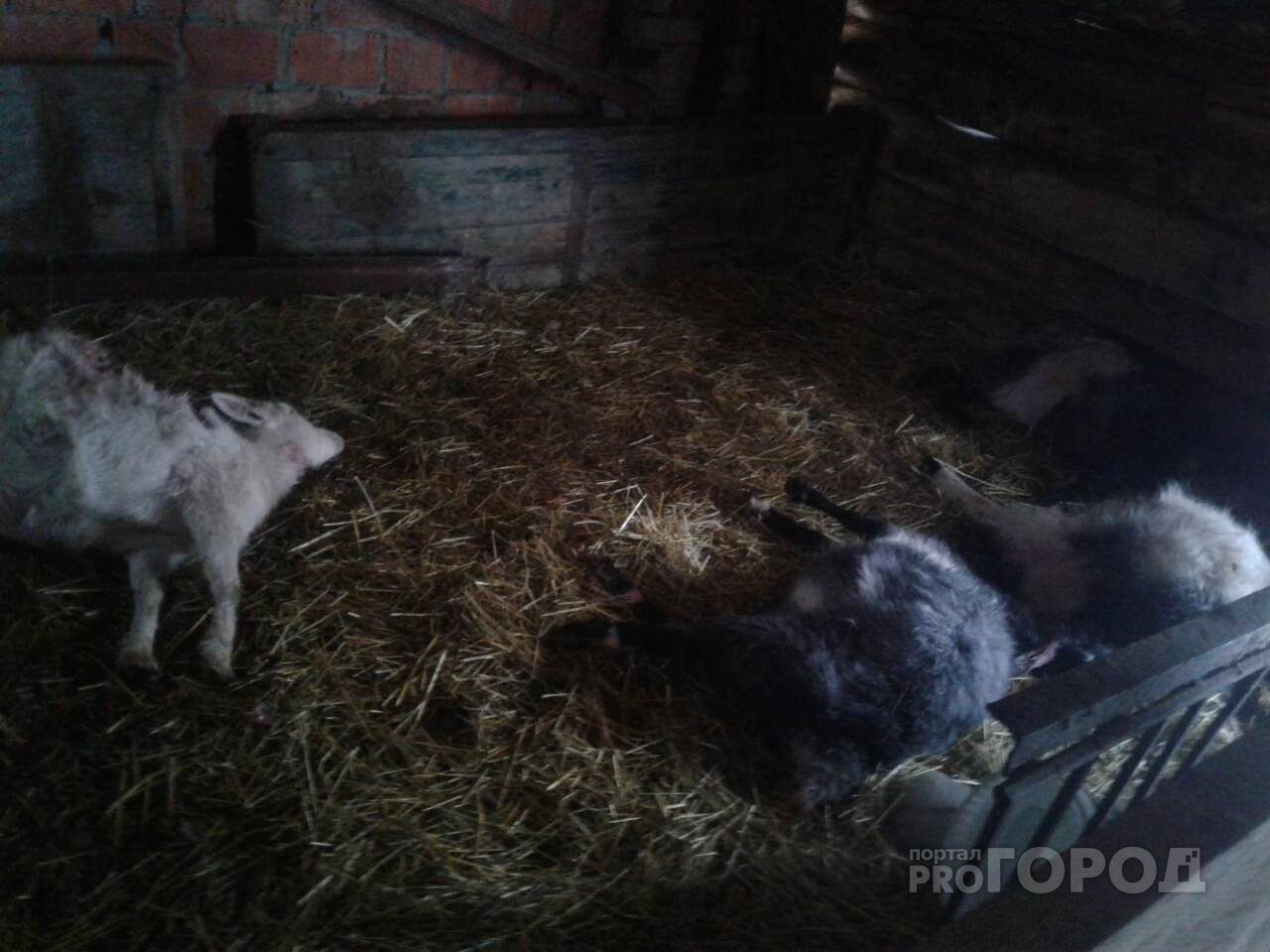 По сугробу волчиха взобралась. Хлев ночью. Домашний скот Чувашской Республики. Фото дохлые кролики в хлеву.