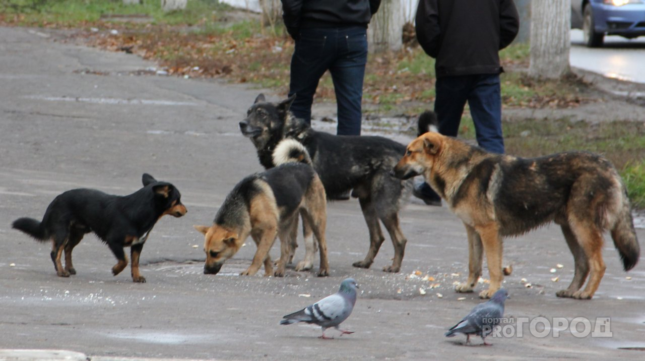 В Чебоксарском районе на полицейских натравили четырех собак и напали с ножом