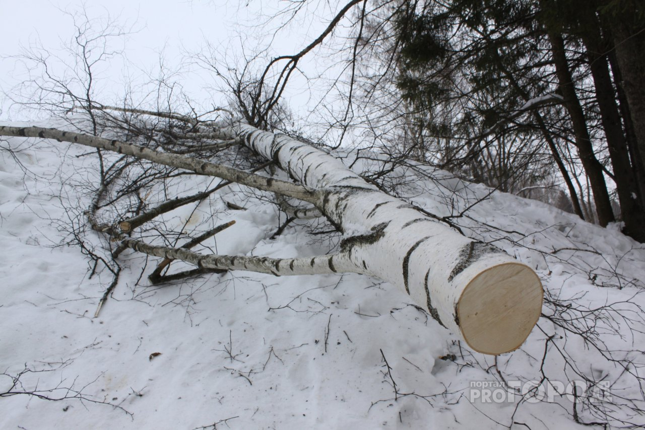 В Чувашии на девушку упало срубленное дерево