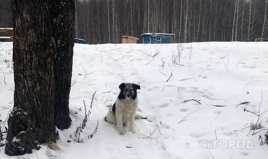 Фото к статье: В Чувашии продолжаются снежные дни