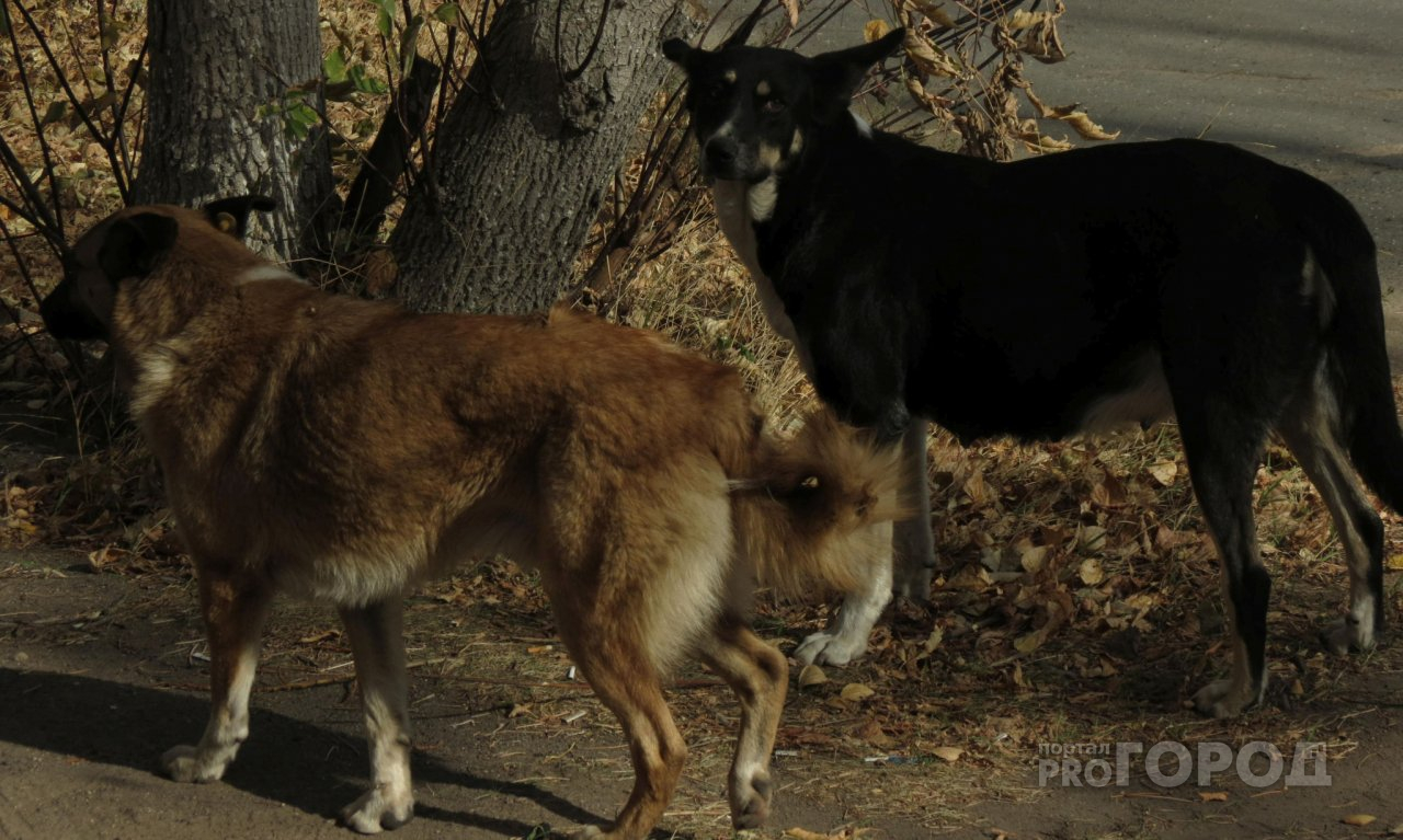 Бродячих собак в Новочебоксарске убивали на месте без передержки