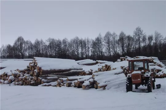 Фото к статье: В Чувашии в городских лесах отныне запрещено вырубать деревья для заготовки древесины
