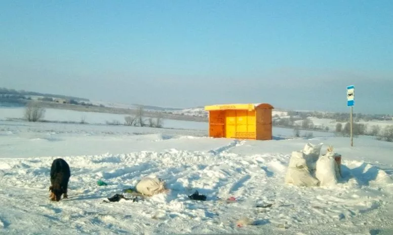 Фото к статье: Плату за вывоз мусор подняли, однако его просто раскидывают и растаскивают собаки