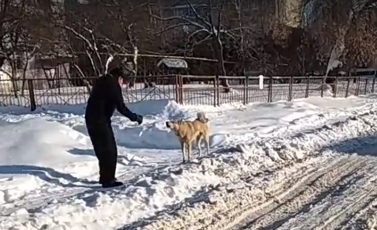 В Шумерле собака перекрывает проход по улице