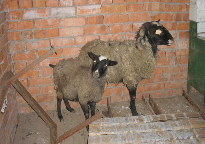 В Чувашии в багажнике "Приоры" нашли похищенных овец