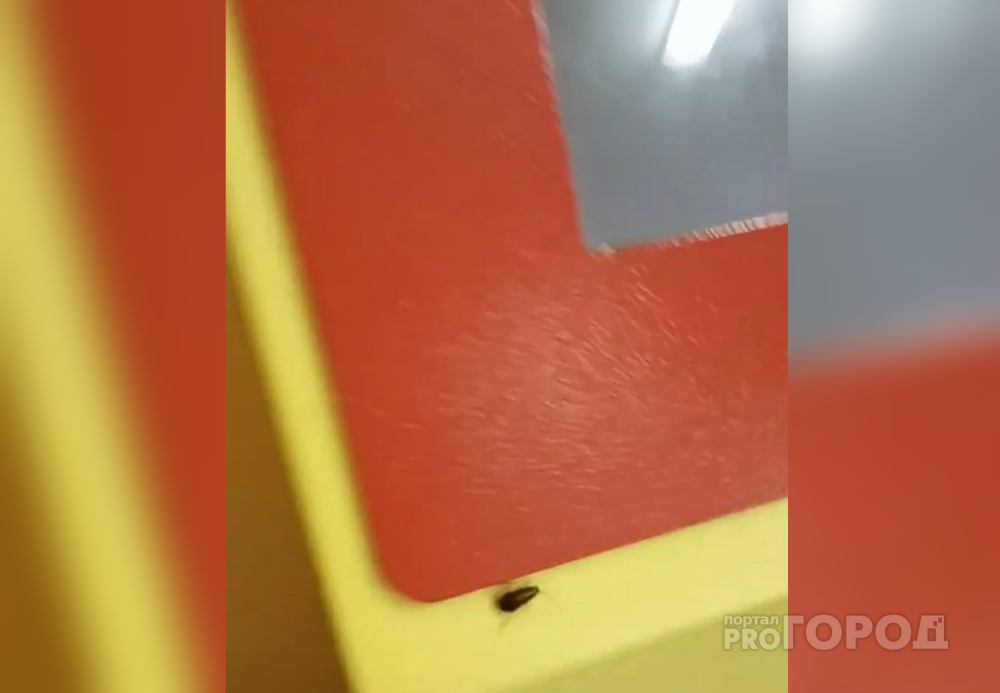 В чебоксарской школе по терминалу питания бегают тараканы