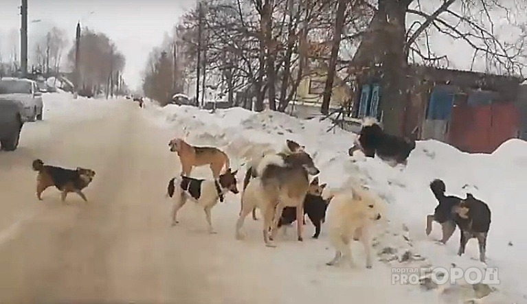 В Цивильске автомобилист намеренно наехал на стаю собак и выложил видео в сеть