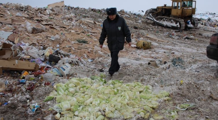 В Чебоксарах уничтожили 85 килограммов нелегальной капусты