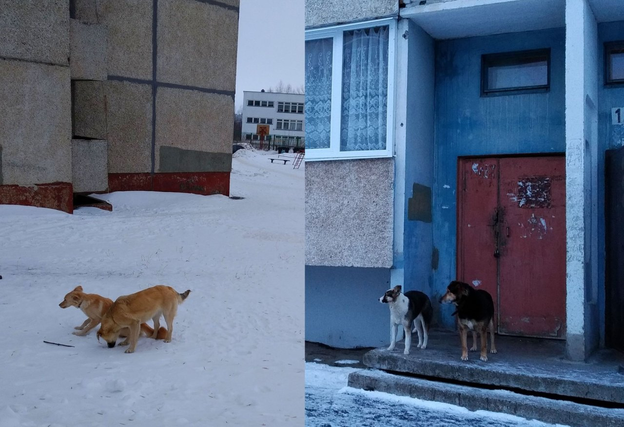 В Новочебоксарске женщину с детьми возле дома и садика встречают бродячие собаки