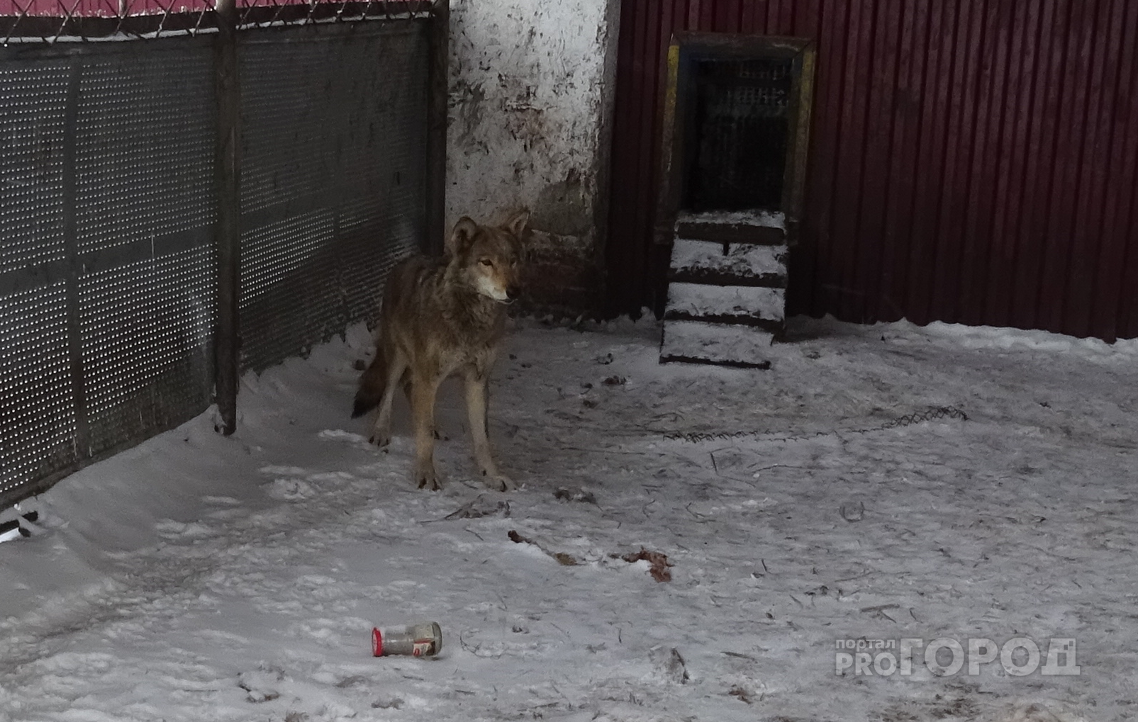Мужчина, разводящий волков в Чувашии: "Без страховки в клетку не захожу"