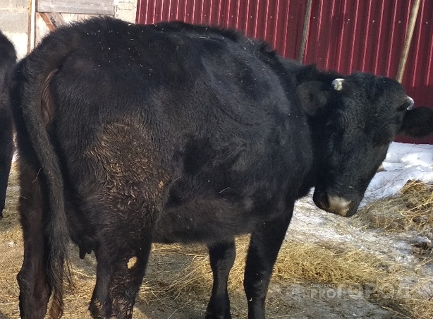 В Батыревском районе корова нанесла тяжелые травмы хозяину