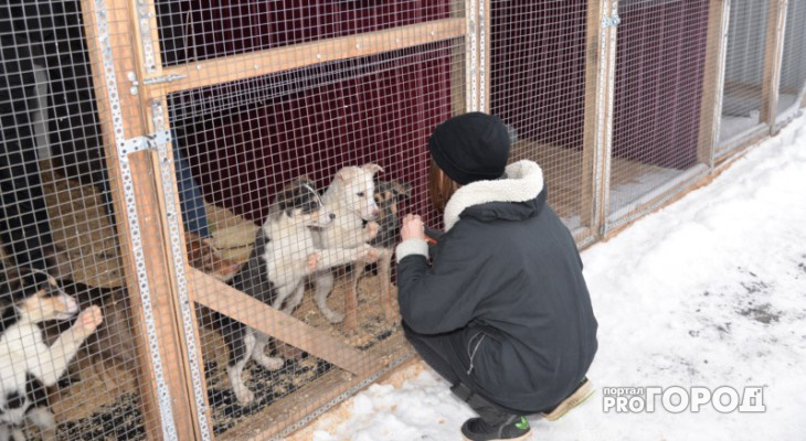 Во всех районах Чувашии планируют построить приюты для бездомных животных