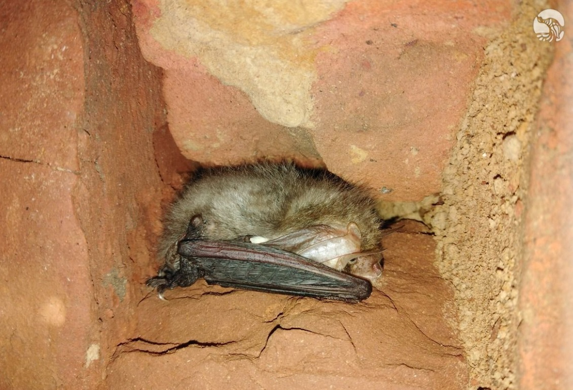 Житель Чувашии обнаружил в погребе краснокнижную летучую мышь
